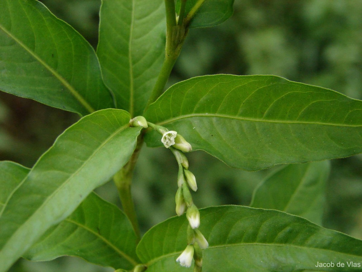 Persicaria hydropiper (L.) Delarbre